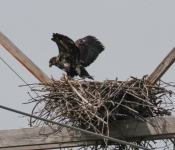 2016 06 11 WildLife MPLS 007